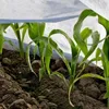 Jarní agrotextilie bílá 17 g 1,6 m x 100 m Náhled obrázku produktu 6