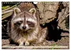 Waschbär - Niedlicher Allesfresser (Wandkalender 2027 DIN Produktbild-Vorschau 13