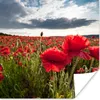 MuchoWow® Poster Mohnblumen vor einem dramatischen, Produktbild-Vorschau 1