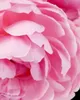 YODEYMA Parfum Dinara - Eau de Parfum für Damen (15 ml) Produktbild-Vorschau 5