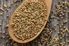 SAFLAX - Bio - Kolendra - 150 Nasiona - Coriandrum sativum Podgląd zdjęcia produktu 8