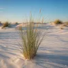 Stauden Gänge 10 x Ammophila arenaria im 1 Liter Topf - Produktbild-Vorschau 7
