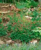 Aquilegia canadensis, Akelei, rot-gelb, ca. 9x9 cm Topf Produktbild-Vorschau 5