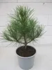 Strandkiefer - Pinus pinaster - 30-40cm Produktbild-Vorschau 1