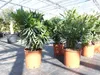 Oleander  80 - 100 cm Busch Nerium Krone Ø60 cm Produktbild-Vorschau 7