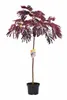 rötlicher Seidenbaum /Schlafbaum  160-170 cm - Albizia Produktbild-Vorschau 1