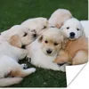 MuchoWow® Poster Tiere - Welpen - Hunde 50x50 cm - Produktbild-Vorschau 1