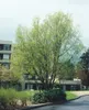 Salix matsudana 'Tortuosa', Korkenzieher-Weide, 60–100 cm Produktbild-Vorschau 8