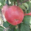 A close-up of a red apple on a tree branch, surrounded by green leaves. Produktbild-Vorschau