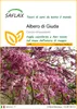 SAFLAX  - Albero di Giuda - 60 semi - Cercis Anteprima dell’immagine prodotto 1