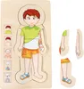 Schichtenpuzzle Anatomie Junge Produktbild-Vorschau 3