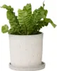 Fougère nid d'oiseau - Asplenium nidus 'Crispy Wave' - Voir les images du produit 7