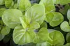 Origanum vulgare, Oregano, aromatisch, ca. 9x9 cm Topf Produktbild-Vorschau 9