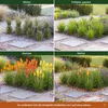 Stauden Gänge 3 x Kniphofia Kollektion - Fackellilie Produktbild-Vorschau 5