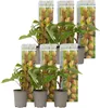 Kiwipflanze - 6 Stk - Actinidia deliciosa 'Jenny' - Höhe Produktbild-Vorschau 1