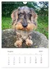 Dackel(augen)blicke (Wandkalender 2027 DIN A4 hoch), Produktbild-Vorschau 10