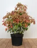 Pieris japonica 'Forest Flame', Japanische Lavendelheide, Produktbild-Vorschau 1