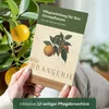 Citrus latifolia - echte Limette - veredelter Zitrusbaum im Produktbild-Vorschau 7