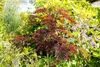 Albizia julibrissin 'Summer Chocolate', Seidenbaum, Produktbild-Vorschau 8