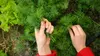 Dill Dillsamen Früh Zum Beizen 5G Produktbild-Vorschau 17