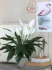 Spathiphyllum - Vert, Blanc Voir les images du produit 2