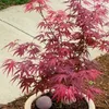 Semena Acer Palmatum - balení 10 ks - Exotická semena - Náhled obrázku produktu 5