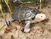 Sable De Rivière Pour Aquariums Et Terrariums De Tortues Voir les images du produit 6