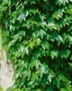 Parthenocissus tricuspidata 'Veitchii', Wilder Wein, 40–60 Produktbild-Vorschau 13