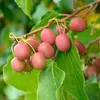 Green boutiQ - Fruitplant - Actinidia arguta Weiki - Voir les images du produit 4