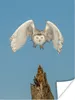 MuchoWow® Poster Schneeeule fliegt von einem Baumstamm weg Produktbild-Vorschau 1