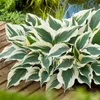 Stauden Gänge 3 x Hosta Kollektion im 1 Liter Topf - Produktbild-Vorschau 2