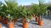 Palmengruppe Trachycarpus Fortunei Palme mehrstämmig, Produktbild-Vorschau 8