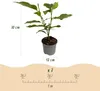 Magnolia sieboldii - Bloem Wit-Rood - 3 Planten - Productafbeelding-voorbeeld 3