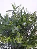 [Palmenlager] - XXL Oleander WEIß 120 cm - Busch - großer Produktbild-Vorschau 4