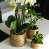 Kolibri Greens | Groene Pflanze - Sukkulente Crassula Ovata Produktbild-Vorschau 3