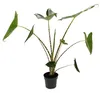 Alocasia zebrina – Tiger Arrow Leaf – Topf 14 cm – Höhe Produktbild-Vorschau 2