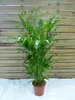 [Palmenlager] XL Chamaedorea cataractarum 120 cm - Produktbild-Vorschau 3