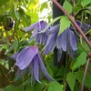 Close-up of purple clematis flowers with green leaves and a dark support pole. Podgląd zdjęcia produktu