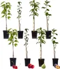Eight potted fruit trees are arranged in two rows against a white background, with some fruit at the bottom. Produktbild-Vorschau