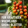 Spezial-Pilzfrei COMPO Ortiva 20 ml Produktbild-Vorschau 11