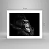 Poster - Poster ohne Rahmen - Affe Gorilla Porträt - 50x40 Produktbild-Vorschau 4