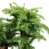 Bonsai pokojowe Araucaria cunninghamii – araukaria Podgląd zdjęcia produktu 3