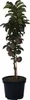 A potted apple tree with several apples on its branches, set against a white background. Produktbild-Vorschau