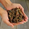 Hands holding a pile of dried grasshoppers on a wooden surface. Produktbild-Vorschau