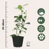 Limonka - 3 szt - Citrus aurantifolia - Wysokość 25-40cm - Podgląd zdjęcia produktu 2