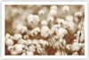 Poster - Poster ohne Rahmen - Baumwolle Boho Wollig - Produktbild-Vorschau 1