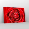 Bilder auf glas - Rose Blume Blütenblätter Tau - 120x80cm - Produktbild-Vorschau 4