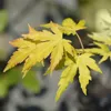 Japonský javor Acer palmatum Orange Dream, výška 70cm, Náhľad obrázku produktu 3