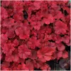 Stauden Gänge 3 x Heuchera Hybride 'Cherry Cola' im 1 Liter Produktbild-Vorschau 1