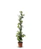 A potted climbing plant with white flowers against a white background. Voir les images du produit